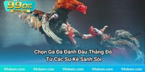 Chọn Gà Đá Đánh Đâu Thắng Đó Từ Các Sư Kê Sành Sỏi