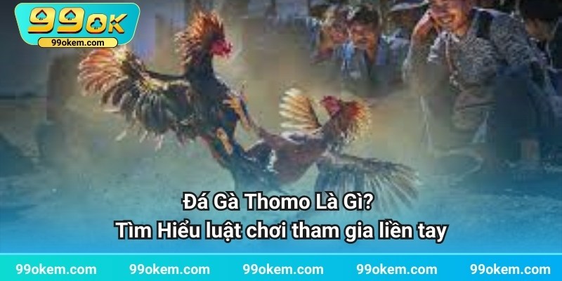 Đá Gà Thomo Là Gì? Tìm Hiểu luật chơi tham gia liền tay