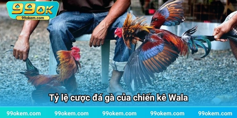 Tỷ lệ cược đá gà của chiến kê Wala