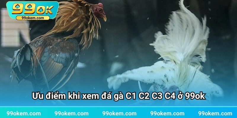 Ưu điểm khi xem đá gà C1 C2 C3 C4 ở 99ok