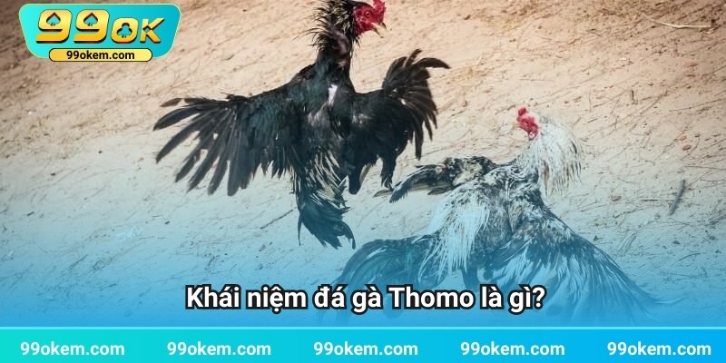 Khái niệm đá gà Thomo là gì?