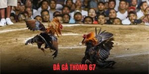 Đá gà bồ 67 thomo tại 99ok